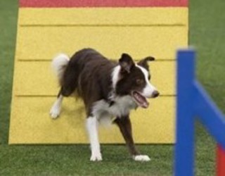 111: The Myth of the Ring-Wise Dog