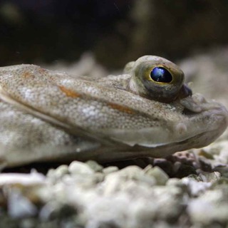 Facts: The European Plaice (A Commonly Consumed Flatfish)