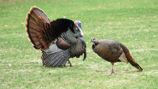 Ep. 72 Talking Turkey