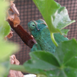 The Early Chameleon Community with Jeff Hattem