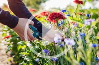 Growing a Cut Flower Garden Audio Article