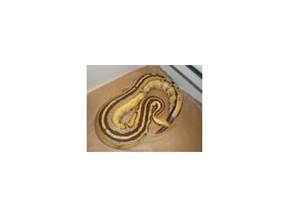 Blood and Borneo pythons with Matt Minetola