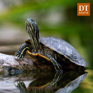 Beneath the surface: A dive into the research at UT's turtle pond