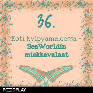 36. Koti kylpyammeessa – SeaWorldin miekkavalaat