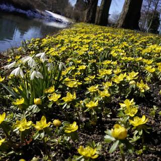 Wararka maanta iyo Sweden