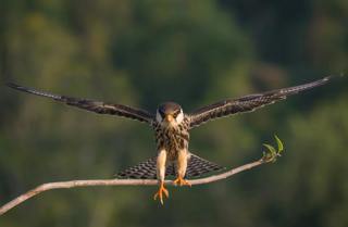 Amur Falcons: Small Bird, Epic Journey (Classic)