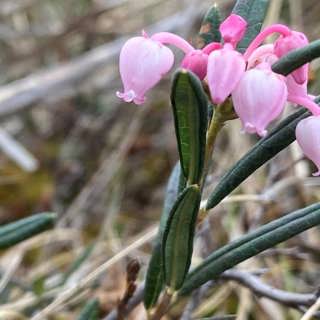 Blommorna på myren – och Kjell som räknar småkrypen på Omberg
