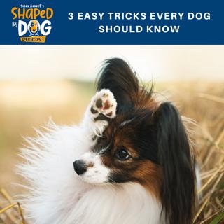 3 Easy Tricks Every Dog Should Know #68