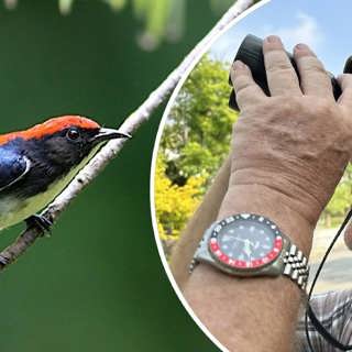 Naturreportaget: Fåglarna trivs i nyanlagd våtmark mitt i Bangkok