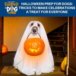 Halloween Prep For Dogs: Tricks To Make Celebrations A Treat For Everyone #241