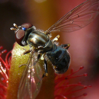 Toxomerus basalis: The fly that uses a killer as a babysitter