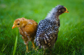 Ep. 104 Raising Chicks