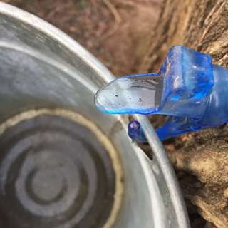 Rebroadcast: Maple Moon, City Tree Tapping & Grits n' Gravy