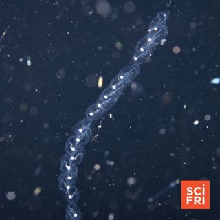 Jelly Creatures That Swim In Corkscrews | Keeping Wind Turbines Safe For Birds