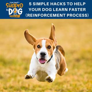 5 Simple Hacks to Help Your Dog Learn Faster (Reinforcement Process) #31