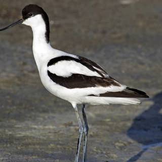 Vadarfest vid Getterön