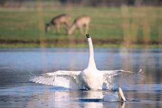 What to Know About Raising Swans