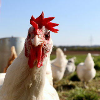 Why Chickens are Smarter Than You Think! with Sy Montgomery
