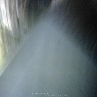 A Duck in a Tree 2026-01-03 | Ballads of Premonitions and Low Chants