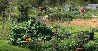 Keith from Cottonmill and Nunnery Allotment Association May check up