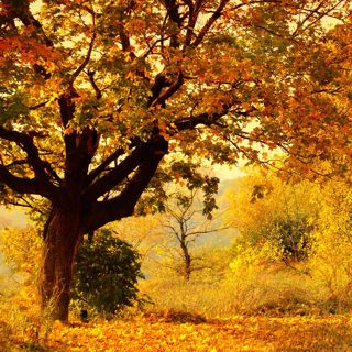 Windy October Forest - 10 Hours Sleep Sound