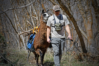 Backcountry Hunting with Llamas