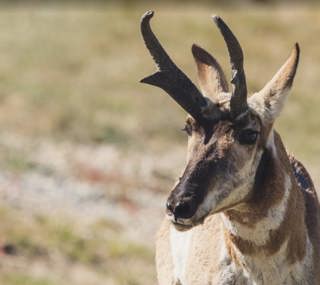 Pronghorn: North America’s Speed Champion Revisited