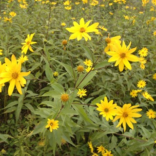 NRCS Programs for Pollinators and Wildlife
