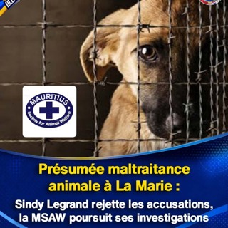 Présumée maltraitance animale à La Marie : Sindy Legrand rejette les accusations, la MSAW poursuit ses investigations