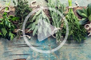 Herbs for Every Season