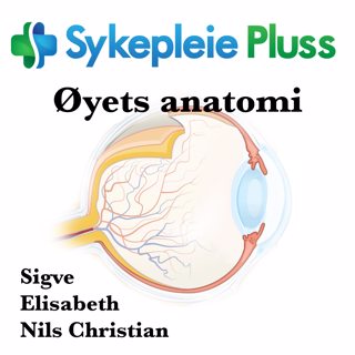 Øyets anatomi