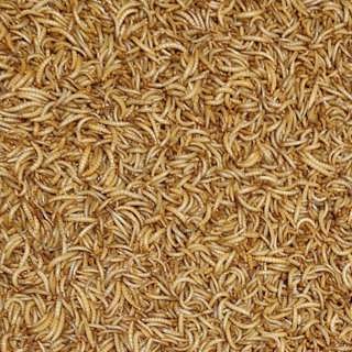 Insekter och odlat kött kan bli framtidens mat