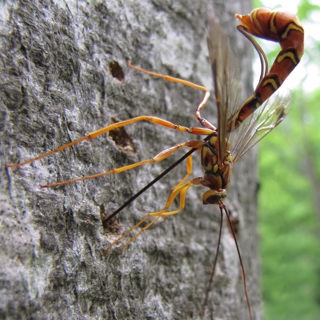 Fascinating Wasp Diversity