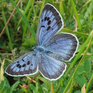 Brittisk blåvingesuccé med öländsk hjälp – och om nya insekter i Norrbotten