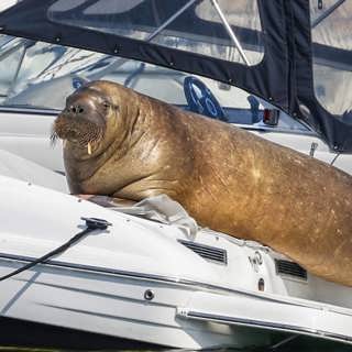 När valrossen Freya kom till byn