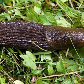 Vad gör sniglar när de tar sig fram? Kryper? Sniglar? Glider?