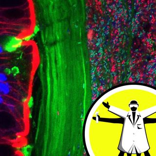Medicinal microbes for kidney stones, and musky mice