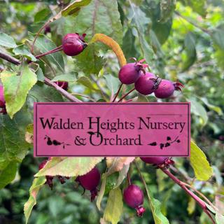 376: Orchard & Cider Variety Research at WHNO | Vermont