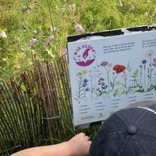 När kunskapen om arter försvinner ur skolan – så försöker forskare vända trenden