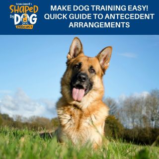 Make Dog Training Easy! Quick Guide To Antecedent Arrangements #245