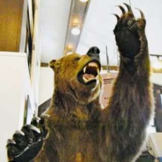 Bear Attacks in Yellowstone! What are the odds YOU get attacked!?