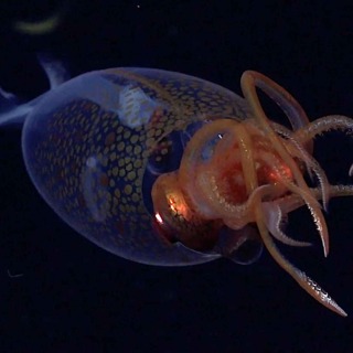 Everything You Need To Know About The Colossal Squid (The World's Heaviest Invertebrate)
