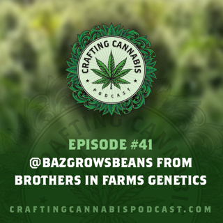 #41 - @bazgrowsbeans from Brothers in Farms Genetics