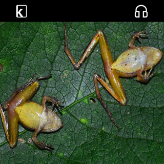 To Avoid Male Touch, Female Frogs Fake Death