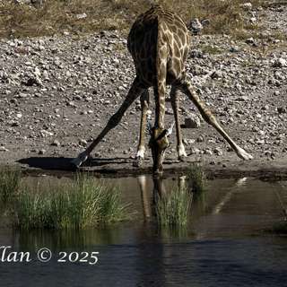 Strengthen and Release Your Low Back ©2025