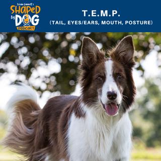 TEMP (Tail, Eyes, Ears, Mouth, Posture) #4