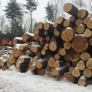The Forest for the Carbon