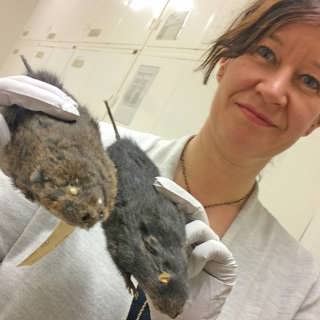 Sorktänder och hårstrån i vetenskapens tjänst