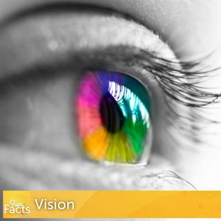 Fun Facts About Your Sense of Vision