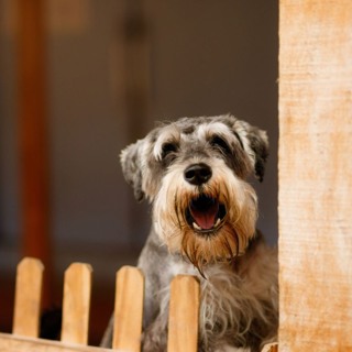 Best of Awake in the World: The Neighbour's Dog is Barking